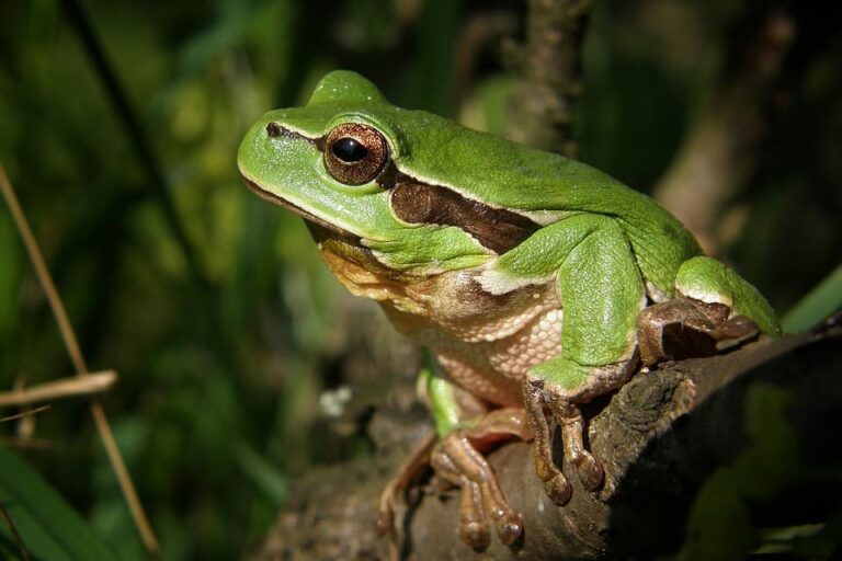 Grenouille : symbole et signification - Le quotidien global