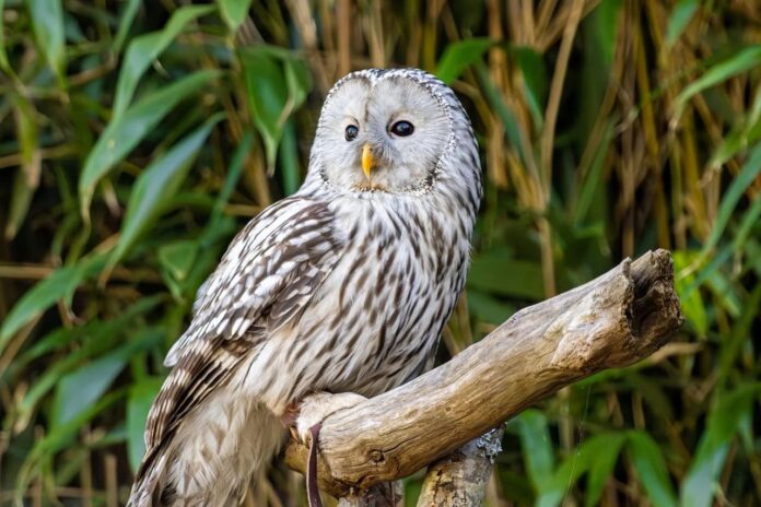 white-owl-9644261_1280